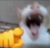 cat laughing at (you).png